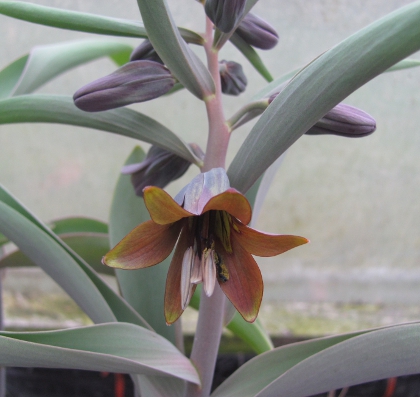 Fritillaria sewerzowii 